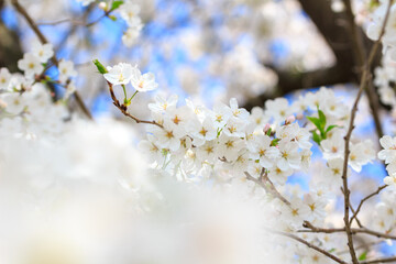 桜