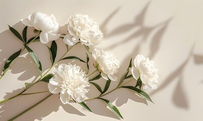 floral arrangement showcasing stylish white peonies and their shadows in sunlight, Generative AI 