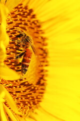 honey bee collecting poller from sunflower and pollinating the flower, summer season, macro photography, oil crops cultivation in india