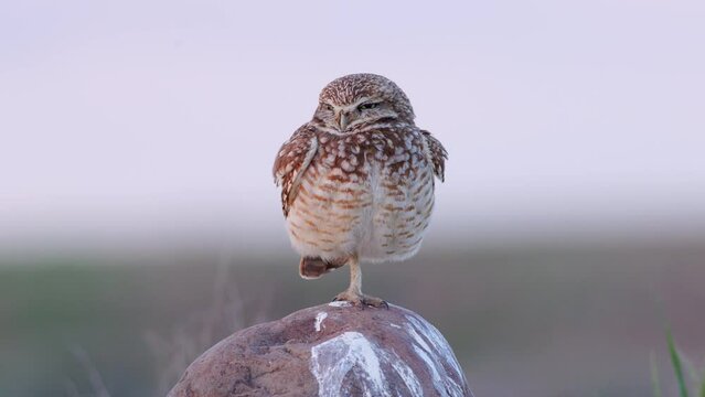 Medium shot burrowing owl (Athene cunicularia) swivels its head on alert while standing on one leg on a boulder during golden hour in Washington state at 60 frames per second