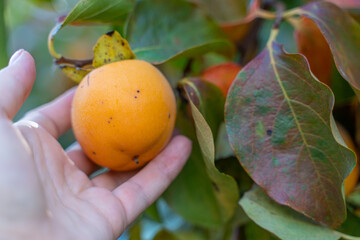 Persimmon ripe fruit garden. Tree branches with ripe persimmon fruits on a sunny day