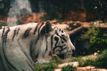 A white Bengal Tiger striped blacked close up