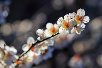 梅の花