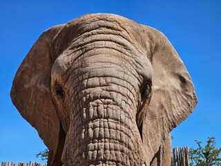 Close Up of an Elephants Face Against a Blue Sky