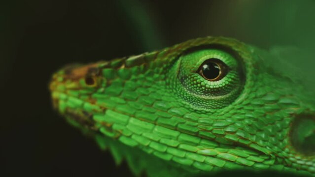 Bronchocela Jubata with bokeh foreground and background. The green Asian chameleon, Maned Forest Lizard, is a tree lizard from the Agamidae family. Close-up or macro. Focused on the eye.