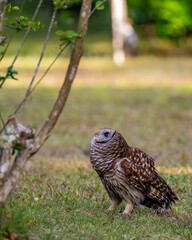 owl on branch