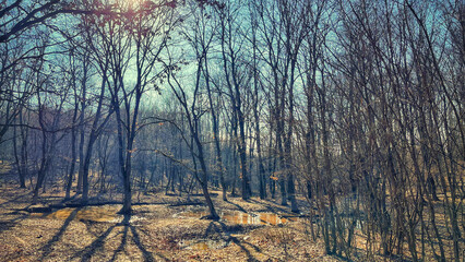 The forest and hiking trails of the Somogyi hills, Balaton, Hungary