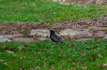 The common starling (Sturnus vulgaris), also known as the European starling walking on green spring grass, close up, shiny feathers.