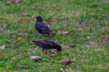The common starling (Sturnus vulgaris), also known as the European starling walking on green spring grass, it has caught a large, fat earthworm, close up, shiny feathers.