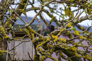 The common starling (Sturnus vulgaris), also known as the European starling perching on branch, resting warming themself against the spring sun, close up, shiny feathers.