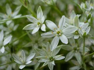 flowers springtime background