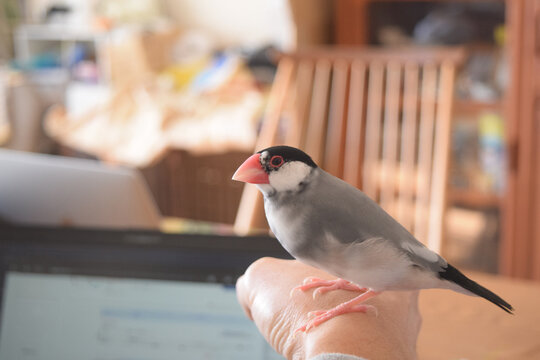 Admire java sparrow while teleworking