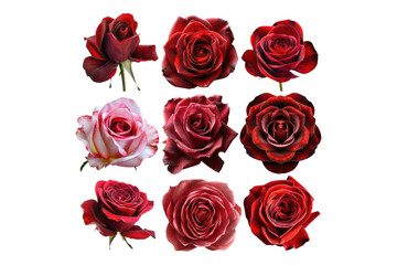 Different parts of red rose flower isolated on transparent background