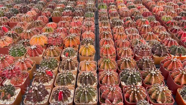 Colorful Gymnocalycium variegated in pots tray.