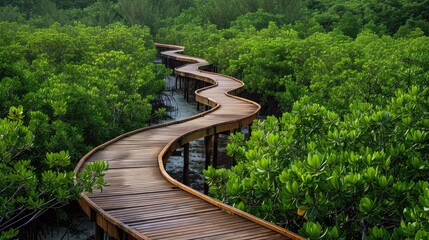 Elevated wooden walkway meandering through a mangrove forest, showcasing the beauty of natural ecosystems.