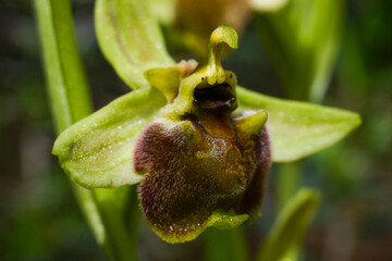 Close-up of a flower of the terrestrial Levant orchid (Ophrys levantina), in natural habitat on Cyprus
