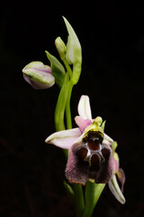 Flower of an ophrys hybrid (Ophrys levantina x elegans), Cyprus