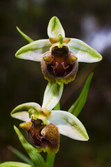 Two flowers of the terrestrial Levant orchid (Ophrys levantina), Cyprus