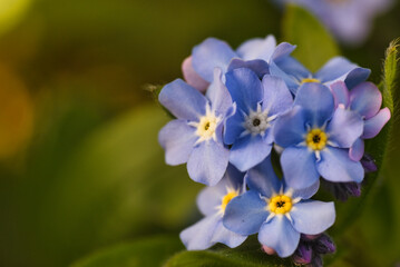 Obraz premium blue macro flower