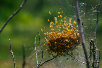 Spiderlings of the European garden spider (Araneus diadematus) in their cocoon, Cyprus