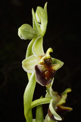 Flowering Levant orchid (Ophrys levantina), Cyprus