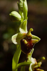 Flowering plant of the Levant orchid (Ophrys levantina), Cyprus