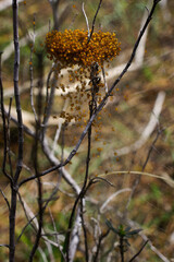 Spiderlings of the cross orb weaver spider (Araneus diadematus)  in natural habitat, Cyprus