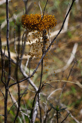 Spiderlings of the cross orb weaver spider (Araneus diadematus)  in natural habitat, Cyprus
