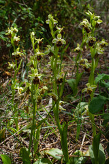 Flowering plants of the Levant orchid (Ophrys levantina), in natural habitat on Cyprus