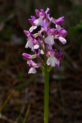 Flowering plant of the Syrian green-winged orchid (Anacamptis morio ssp. syriaca), in natural habitat on Cyprus