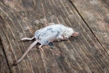 A dead mouse brought in by a cat, rodent pests.