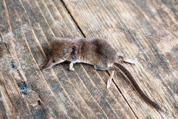 Dead mouse caught by a cat