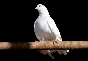 White dove isolated black background