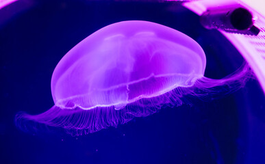 Pink jellyfish swims in the sea on a black background