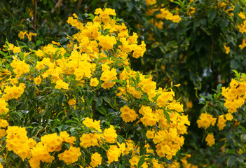 Beautiful yellow flowers on a tree in the tropics