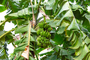 Banana fruits on a banana plantation