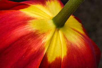 red and yellow behind flower