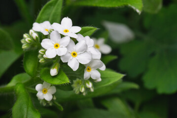 white flowers in the garden