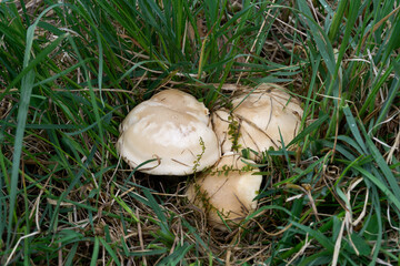 Calocybe gambosa mushroom in the grass. Known as St. George's Mushroom. White edible mushrooms in the meadow.