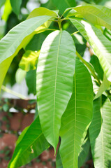 mango tree or mango leaf in the orchard