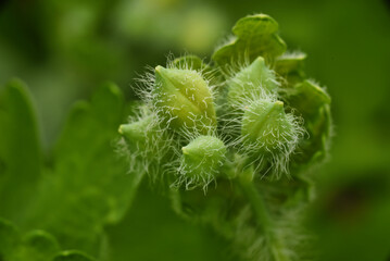 close up of a fern leaf