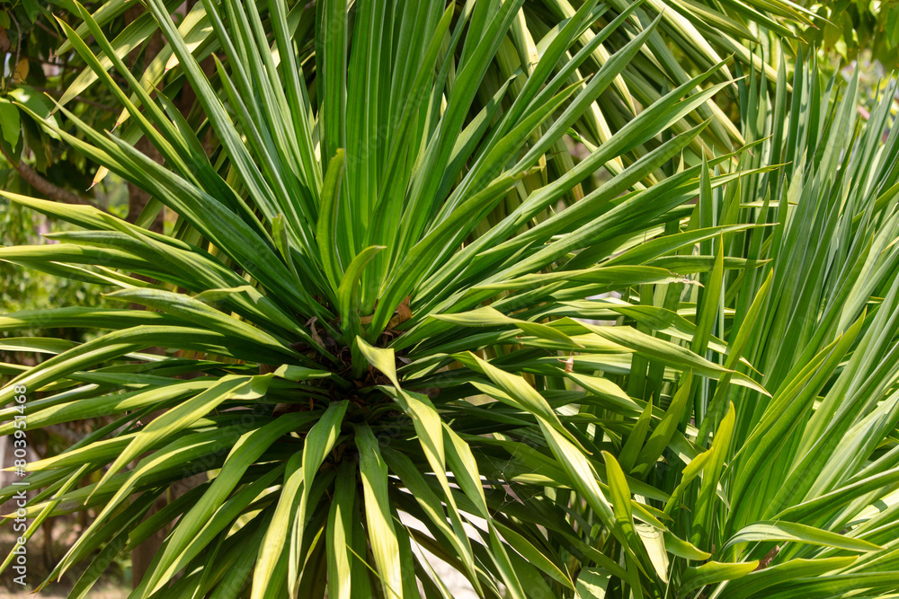 Wall mural Palm leaves on nature in the park. Tropics