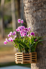 Pink flowers in a pot hang on a tree