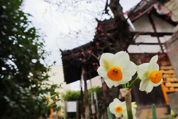 神社の境内に植えられたスイセン