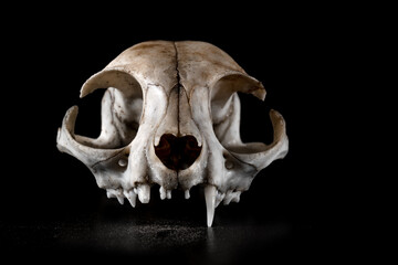 Cat skull one fang canine horrific view partial focus mood on black background