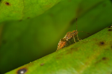 bug on leaf