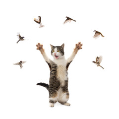 cat and flying sparrows isolated on white background