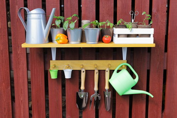 On the plank wall of barn there are shelf with set of seedlings, pots, watering can, vegetables, crate, old iron scissors and hanger with various gardening tools and supplies. The gardening concept. 