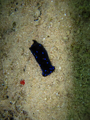 Chelidonura varians on the bottom of a coral reef in the Red Sea