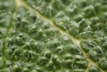 texture leaf